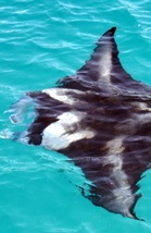 Manta